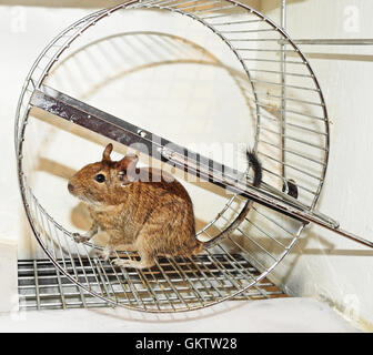 Australische Haustier Degu. Stockfoto