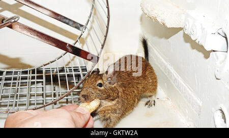 Australische Haustier Degu. Stockfoto