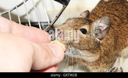 Australische Haustier Degu. Stockfoto