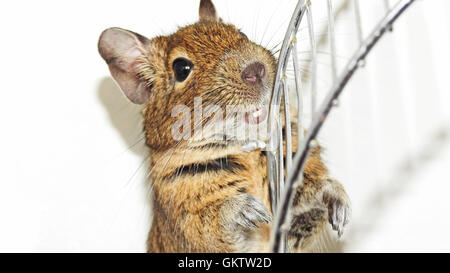 Australische Haustier Degu. Stockfoto