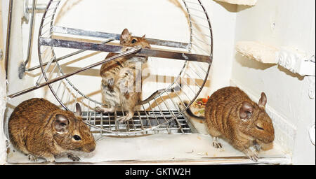 Australische Haustier Degu. Stockfoto