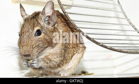 Australische Haustier Degu. Stockfoto