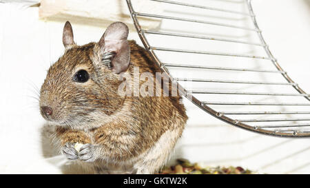 Australische Haustier Degu. Stockfoto