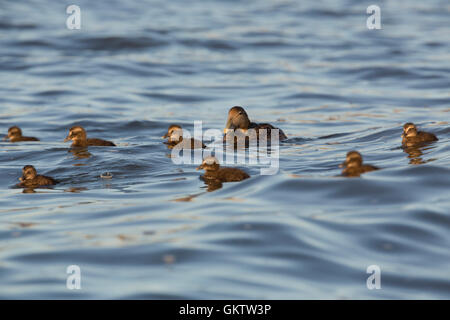 Eider Entenküken und Ente; Somateria Mollissima Gruppe oder Krippe am Meer mit Erwachsenen weiblichen Northumberland; UK Stockfoto