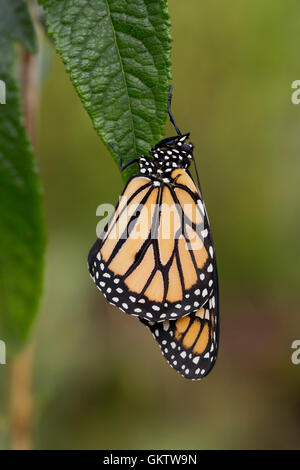 Monarch-Schmetterling; Danaus Plexippus Single auf Blatt UK Stockfoto