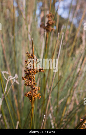 Stachelige Rush; Juncus Acutus Blume Cornwall; UK Stockfoto