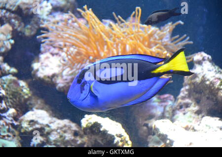 Ein blauer Tang Fisch. Stockfoto