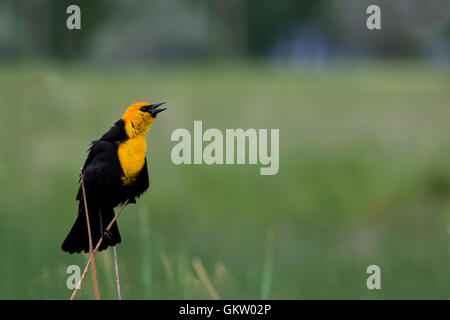 Gelb-vorangegangene Amsel im Gefieder Zucht singt.  Lage ist Farmington Wasservögel Verwaltungsbereich in Utah. Stockfoto