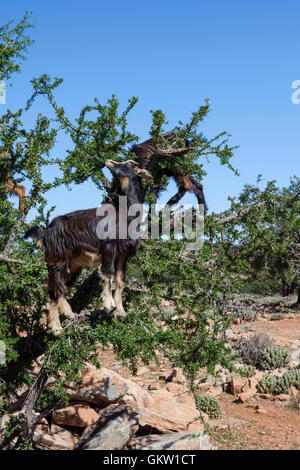 Ziegen fressen Arganbaum, Capra, Anti-Atlas, Marokko Stockfoto