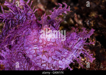 Weedy Drachenköpfe, Rhinopias Frondosa, Bali, Indonesien Stockfoto