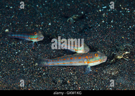 Orange gestrichelte Grundel, Valenciennea Puellaris, Bali, Indonesien Stockfoto