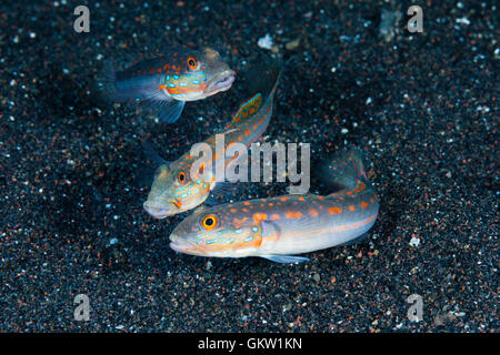 Orange gestrichelte Grundel, Valenciennea Puellaris, Bali, Indonesien Stockfoto