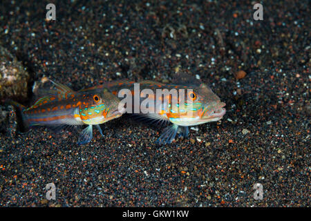 Orange gestrichelte Grundel, Valenciennea Puellaris, Bali, Indonesien Stockfoto