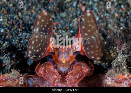 Gestielten Augen von Speeren Fangschreckenkrebse, Lysiosquillina SP., Bali, Indonesien Stockfoto