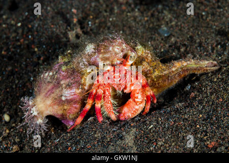 Anemonen Einsiedlerkrebs, Dardanus Pedunculatus, Bali, Indonesien Stockfoto