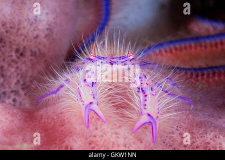 Behaarte Squat Lobster, Lauriea Siagiani, Bali, Indonesien Stockfoto