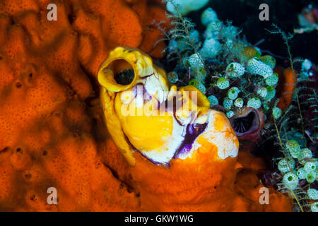 Goldenes Meer spritzt, Polycarpa Aurata, Ambon, Molukken, Indonesien Stockfoto