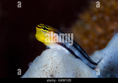 Bäder-Clown-Blenny, Ecsenius versaut, Ambon, Molukken, Indonesien Stockfoto
