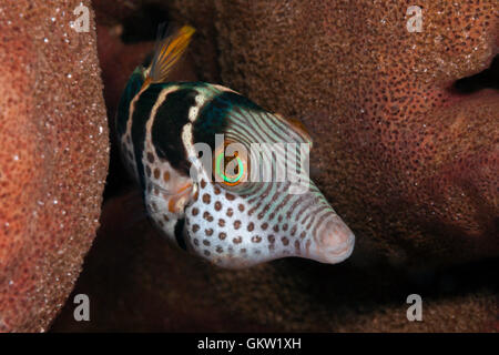Schwarz-gesattelt Kugelfisch Canthigaster Valentini, Ambon, Molukken, Indonesien Stockfoto