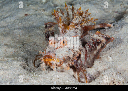 Caledonian Stinger Devilfish, Inimicus Caledonicus, Ambon, Molukken, Indonesien Stockfoto