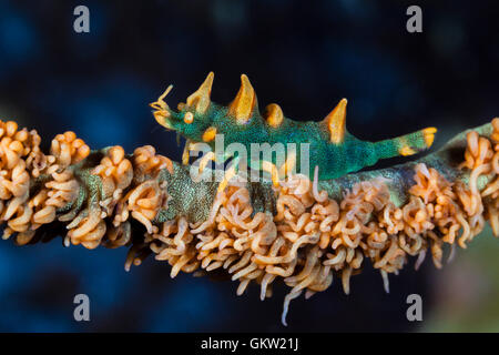 Dragon-Garnelen, Miropandalus Hardingi, Ambon, Molukken, Indonesien Stockfoto