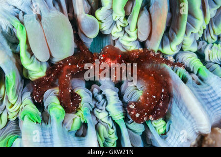 Orang Utan Krabbe, Achaeus Japonicus, Ambon, Molukken, Indonesien Stockfoto