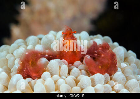 Orang Utan Krabbe in Bubble Coral, Achaeus Japonicus, Ambon, Molukken, Indonesien Stockfoto