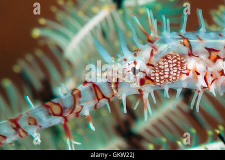 Schlangenstern Reiten Harlekin-Geisterpfeifenfische, Solenostomus Paradoxus, Ambon, Molukken, Indonesien Stockfoto