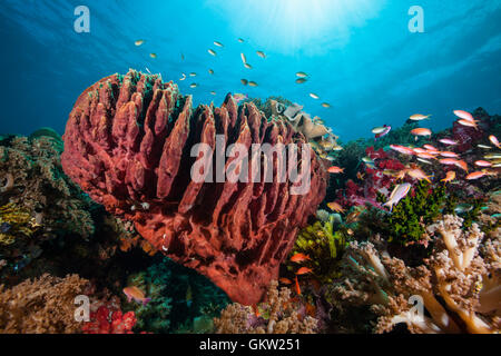 Fass-Schwamm im Korallenriff, Xestospongia Testudinaria, Ambon, Molukken, Indonesien Stockfoto