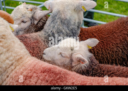 Baden-Baden-Show 2016 Stockfoto