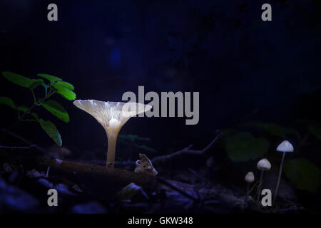 Leuchtende Pilze in der Nacht im Wald Stockfoto