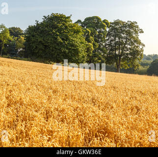 Weizen-Felder zur Erntezeit von Morgensonne beleuchtet. Stockfoto