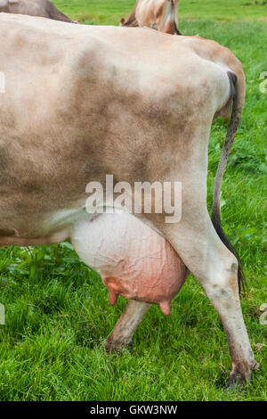 Vereinigtes Königreich, Kanalinseln, Jersey, Jersey Kuh Euter Detail Stockfoto