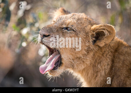 Löwenjunges Gähnen im Kruger National Park, Südafrika. Stockfoto