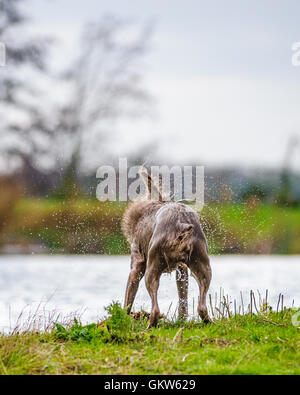 Ein Hund - slowakische Rough Haired Pointer - schütteln sich trocken nach dem coming out eines Flusses schwimmen Stockfoto