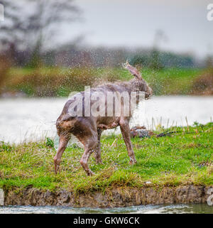 Ein Hund - slowakische Rough Haired Pointer - schütteln sich trocken nach dem coming out eines Flusses schwimmen Stockfoto