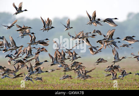 Das Bild der Herde der nördlichen Spießente (Anas Acuta) im Keoladev Nationalpark, Bharatpur, Indien Stockfoto