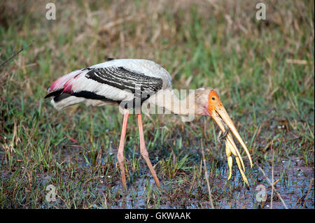 Das Bild der Painted Storch (Mycteria Leucocephala) mit Frosch im Keoladev National Park zu töten; Bharatpur; Indien Stockfoto