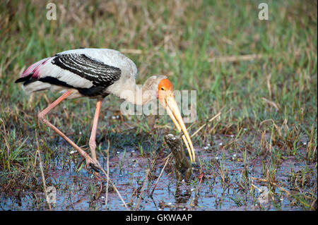 Das Bild der Painted Storch (Mycteria Leucocephala) mit Frosch im Keoladev National Park zu töten; Bharatpur; Indien Stockfoto