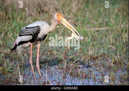 Das Bild der Painted Storch (Mycteria Leucocephala) mit Frosch im Keoladev National Park zu töten; Bharatpur; Indien Stockfoto