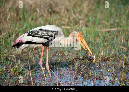 Das Bild der Painted Storch (Mycteria Leucocephala) mit Frosch im Keoladev National Park zu töten; Bharatpur; Indien Stockfoto