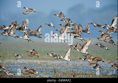 Das Bild der Herde der nördlichen Spießente (Anas Acuta) im Keoladev Nationalpark, Bharatpur, Indien Stockfoto