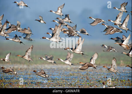 Das Bild der Herde der nördlichen Spießente (Anas Acuta) im Keoladev Nationalpark, Bharatpur, Indien Stockfoto