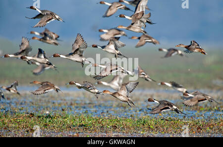 Das Bild der Herde der nördlichen Spießente (Anas Acuta) im Keoladev Nationalpark, Bharatpur, Indien Stockfoto