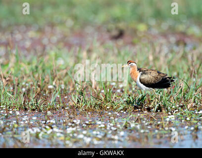 Das Bild des jungen Bronze geflügelte Jacana (Metopidius Indicus) Keoladev Nationalpark, Bharatpur, Indien Stockfoto