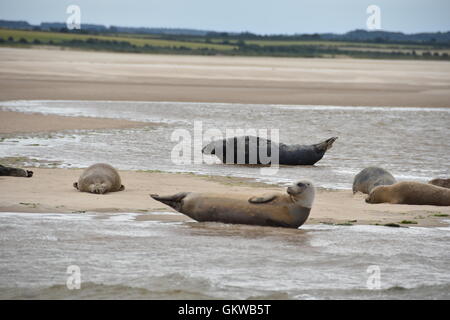 Grau und Seehunde auf Blakeney Point North Norfolk. Während einer Reise Punkt getroffen. Stockfoto