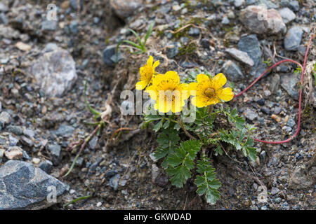 Geum Reptans. Sieversia Reptans. Ambrette Strisciante. Stockfoto