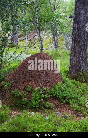 Große Ameise Hügel im Wald zwischen Heidelbeere Pflanzen Stockfoto