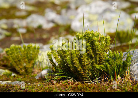 Stag es-Horn Bärlappen (Lycopodium Clavatum) auch bekannt als Wolf-Paw Bärlappen Stockfoto