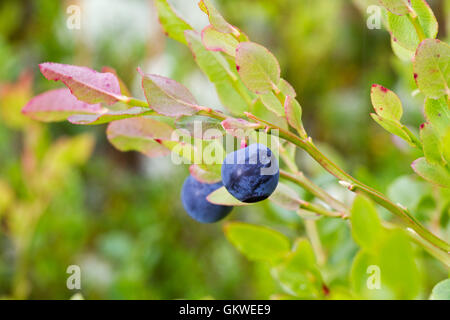 Reife Heidelbeeren (Vaccinium Myrtillus) Stockfoto